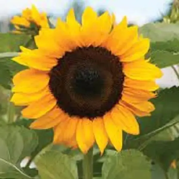 Green River 25 ProCut Orange Sunflower Seeds - Perennial Flower Seed Pack, Classic Orange Blooms for Cut Flowers, Easy Outdoor Planting, Pollenless, Premium Seeds for Gardening, Cottage Garden Style