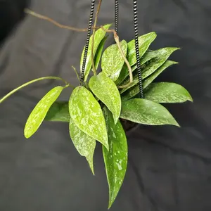 Pubicalyx Splash Hoya, 4" hanging basket, live plant, living houseplant, easy to care for, beginner plant