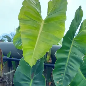 Philodendron Giganteum - CUTTING Huge Large leaves, climbing.