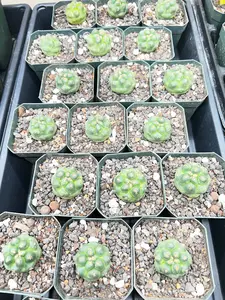 Coryphantha Elephantidens cv. Titan cacti - Grower Choice