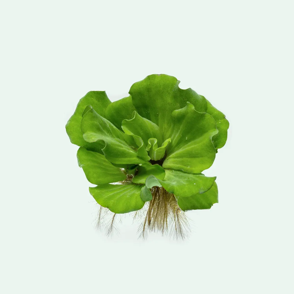 Pistia Stratiotes Pistia Stratiotes