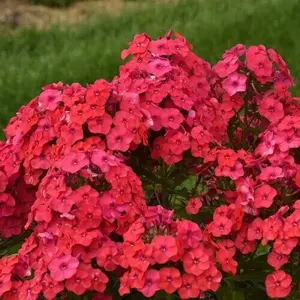 Green River 50 Sunset Coral Phlox Seeds - Warm Perennial Blooms for Romantic Garden & Pollinator Appeal, Flower seed pack, Non-GMO Heirloom for Spring to Summer Vibrancy, Easy to Sow & Grow