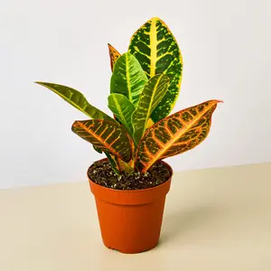 Croton Petra 'Joseph's Coat' 3" Pot