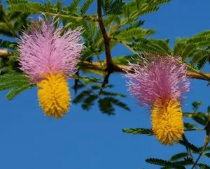 Dichrostachys cinerea | Marabou Thorn | Sickle Bush | Bell Mimosa | 10_Seeds