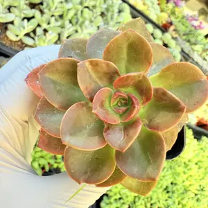 2"Live Succulent (Echeveria - Melaco) 2"Live Succulent (Echeveria - Melaco)
