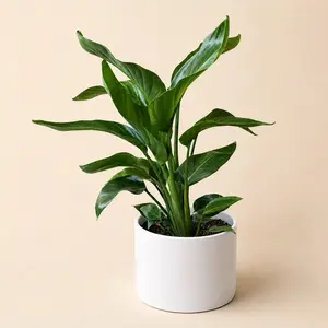 Xl Bird of Paradise 8” Pot Floor Plant Orange Flower Tropical House Plant for Bright Light Low Light Conditions Indoor Decor