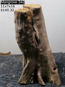 Mangrove Tree Stump 342