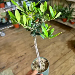 Olive Tree Topiary plant 4 in pot
