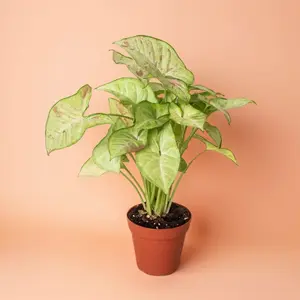 Syngonium Confetti - Indoor Live Plant, Splash Paint Pink Variegation, Medium-sized, Air Purifying, Beginner Friendly, Rare Plants, Bright Light, Low Light