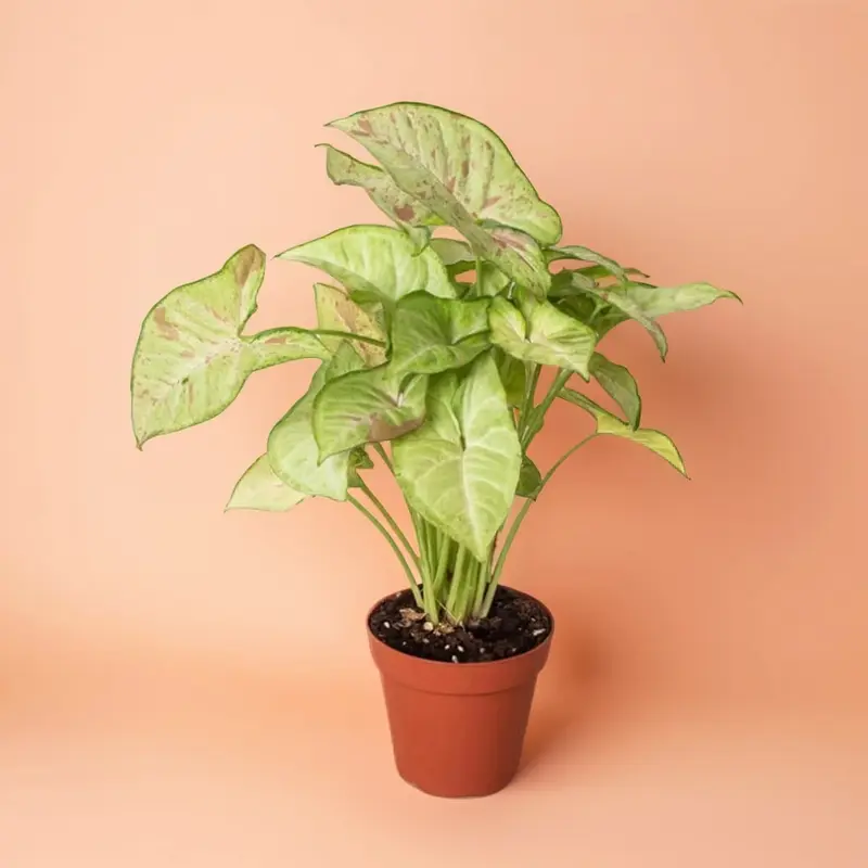 braided money tree 5-7ft Tall Money Tree