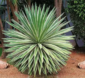 Agave angustifolia variegated - exotic succulent rare cactus seed plant 30 SEEDS