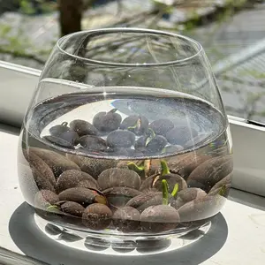 🌸 Exquisite Black Lotus Seeds 20Pcs Aquatic Plants  Enhance your water garden with this pack of 20 black lotus seeds. When properly cultivated, lotus plants can develop rich, dark-toned petals that create a calm and distinctive look in ponds or container