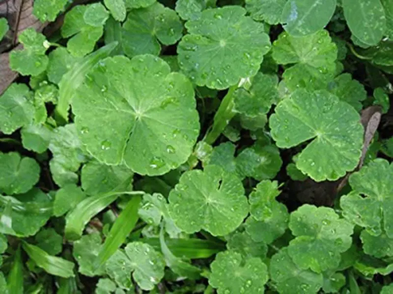 Gotu Kola Centella Asiatica Indian Pennywort Seeds (1000 Count) - Quick-Growing, Nutrient-Rich, Protein-Rich Herbs for Containers, Elevated Planter Beds, Home Garden Snacks, Elevated Planter Bed Herbs