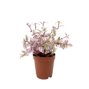 Pink Lady Tradescantia Turtle Vine - Live Plant in a 2 Inch Pot - Callisia Repens 'Pink Panther' - Beautiful Clean Air Indoor Outdoor Vine