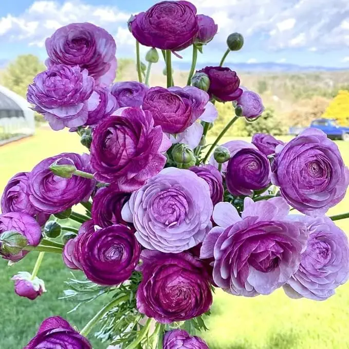 Purple Ranunculus Bulbs – Lush, Layered Blooms in Stunning Violet HuesRomantic & Long-Lasting Cut Flowers – Easy to Grow and Perfect for Garden or Vas