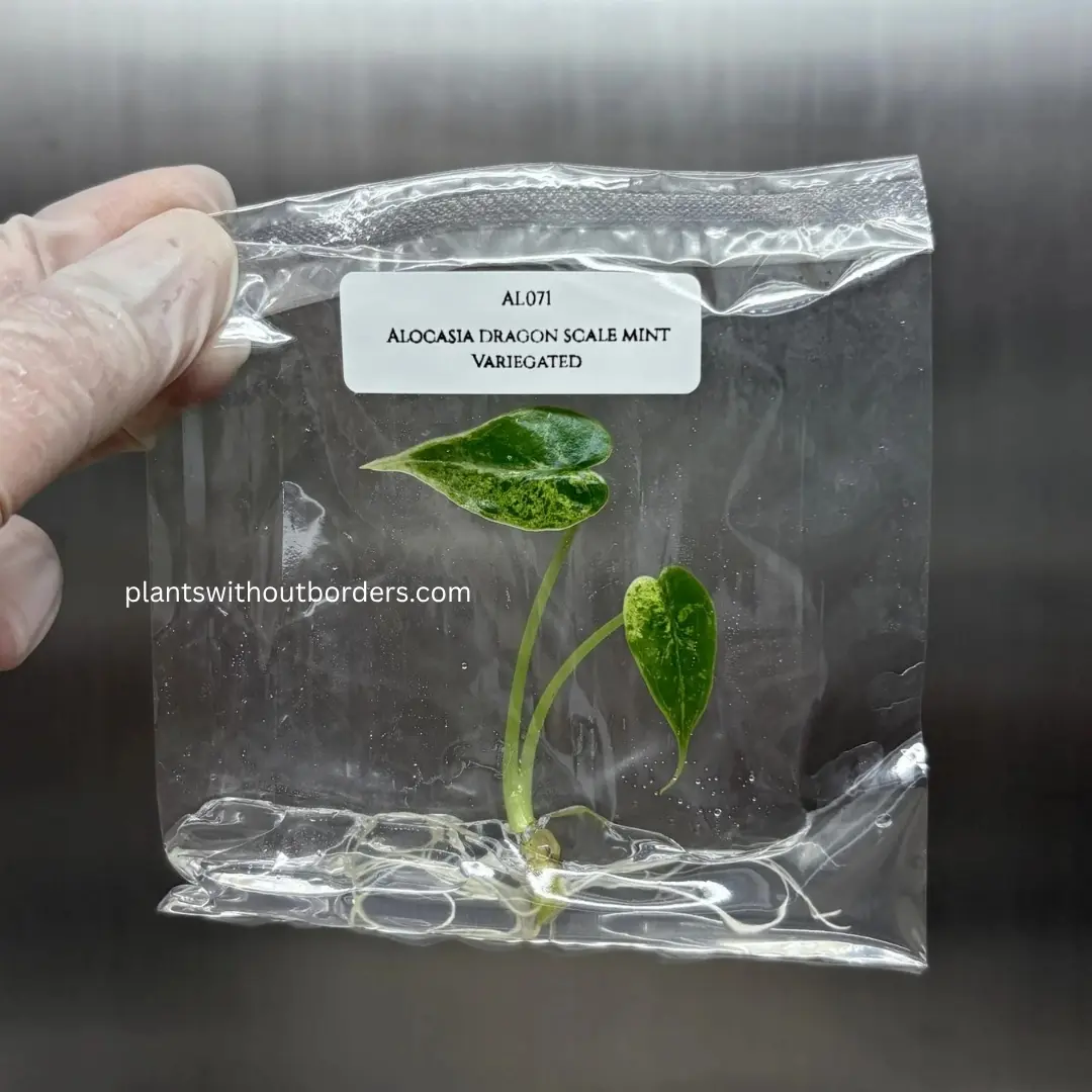 Rare Plant Starter Kit