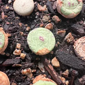 Conophytum pagea 0.5"