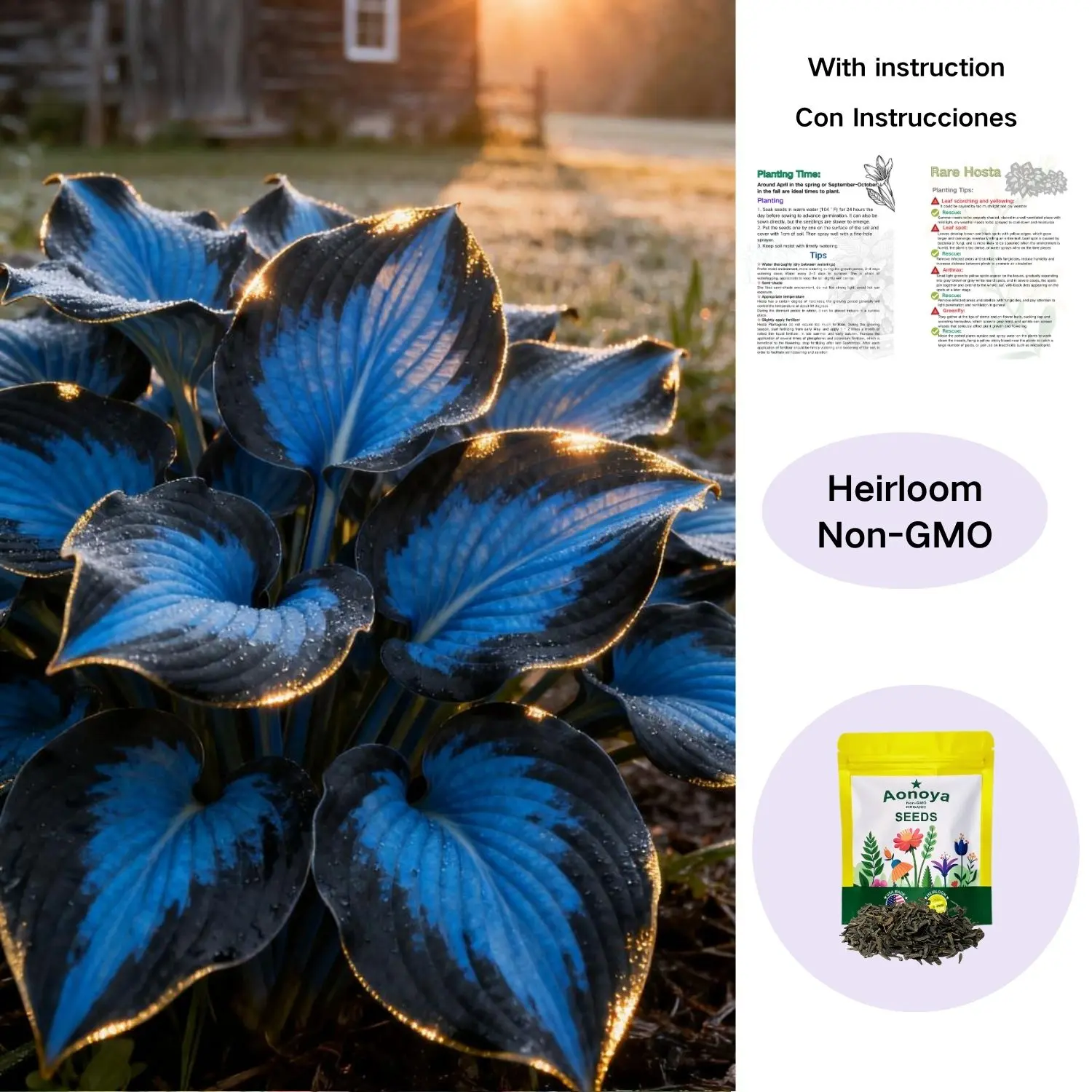 Hosta Seeds Perennial Shade Plant for Garden and Yard Non-GMO USA Made with Instructions for Easy Care and Versatile Growth