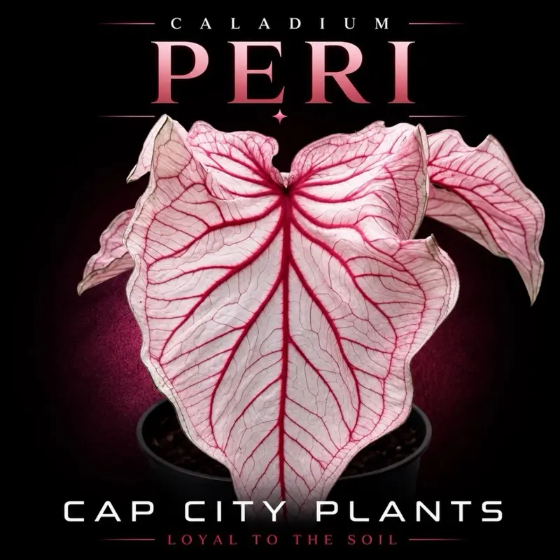 Caladium Peri
