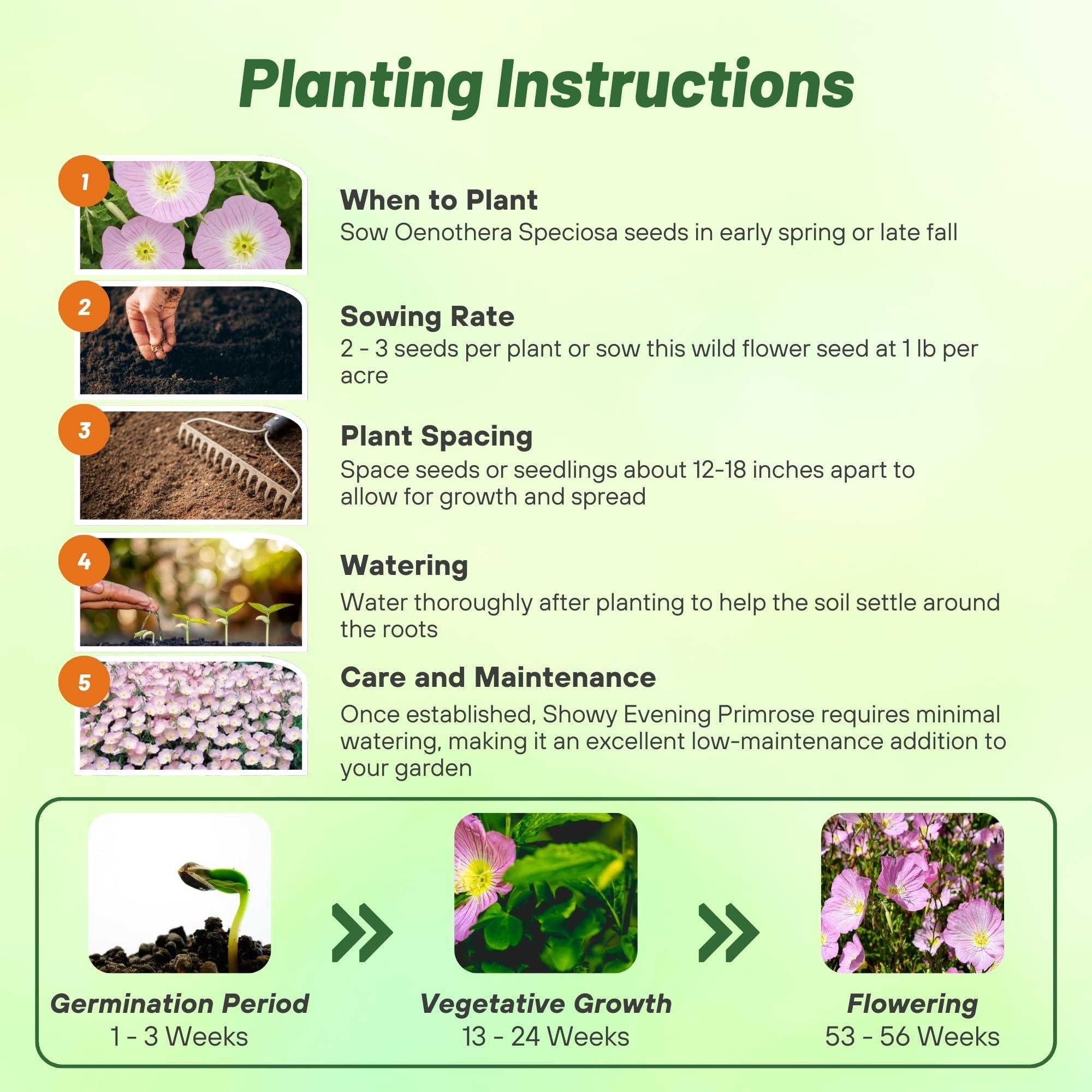 Outsidepride Showy Evening Primrose Seeds - 5000 Pcs Perennial, Hardy, Easy to Grow & Low Maintenance Flower Seeds for Planting Vibrant Soft Pink Blooms, for Containers, Borders & Erosion Control