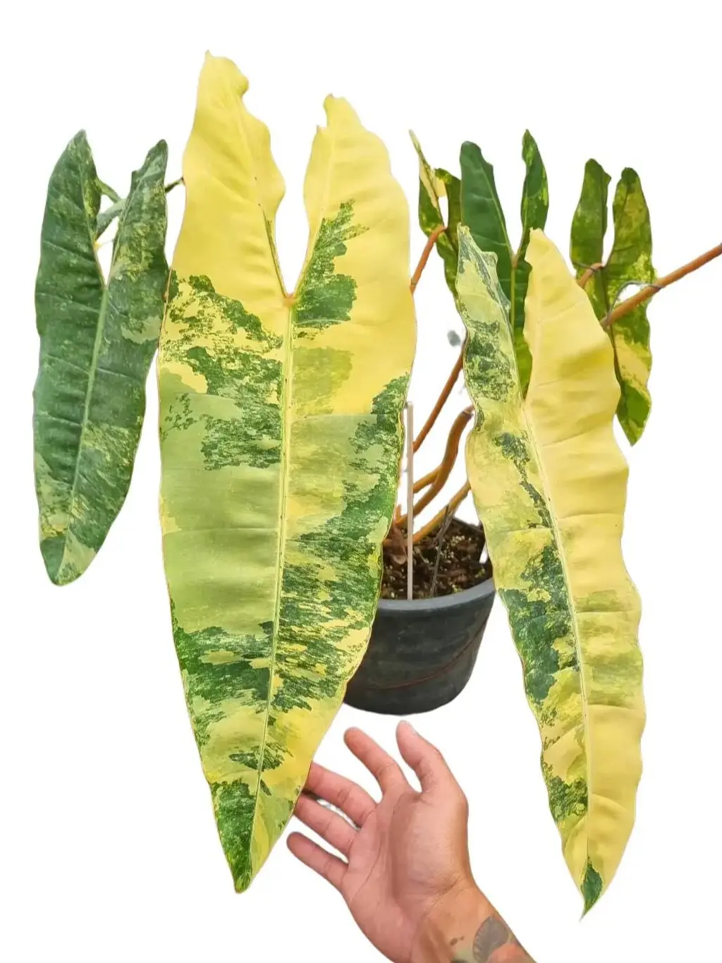 Philodendron Billietiae Variegated Yellow Tissue Culture - Live Houseplant - Rare Variegated Aroid - Exotic Tropical Foliage - Multicolored Variegation - Yellow, Orange, Green - Indoor Plant Gift - Embryonic Plantlet - Collectors Item