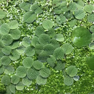 Water Spangles (Salvinia Minima)
