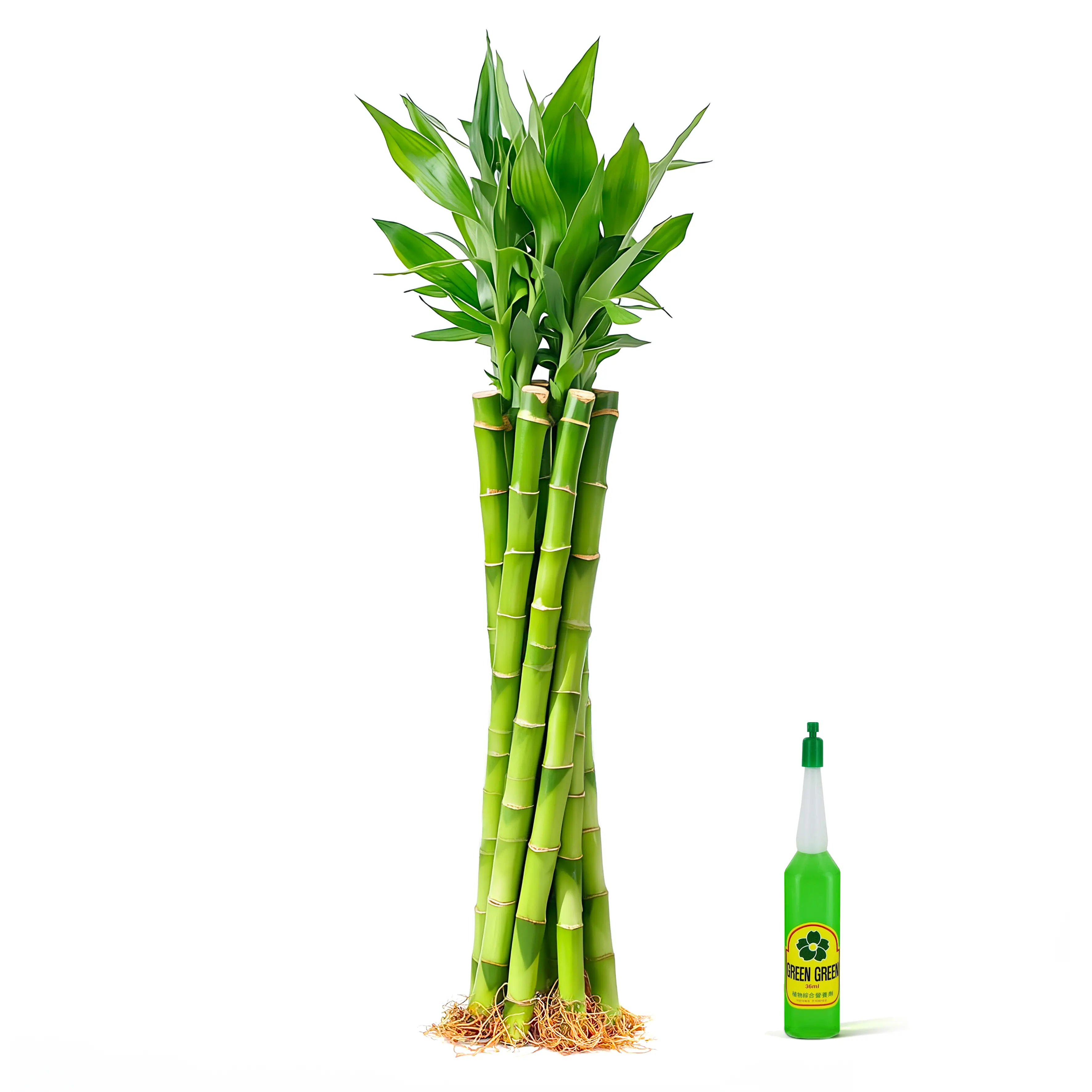 10 Stalks Lucky Bamboo (12") Live Indoor Water Plant - Easy Care Feng Shui Decor (Nutrient Included)