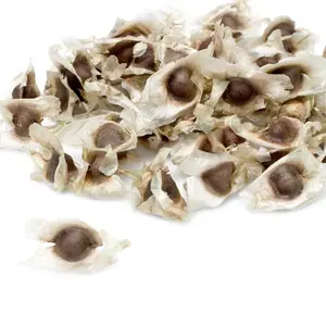 50 Moringa Seeds – Non-GMO PKM1 Variety, Organically Grown, Packed with Antioxidants & Vitamins for Sustainable Farming and Healthier Harvests