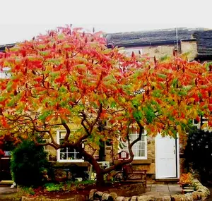 500 Rhus typhina Seeds - Staghorn Sumac, Stag's-horn Sumach Velvet Sumac Flowering Plant Flamboyant Torch PeavyTailor