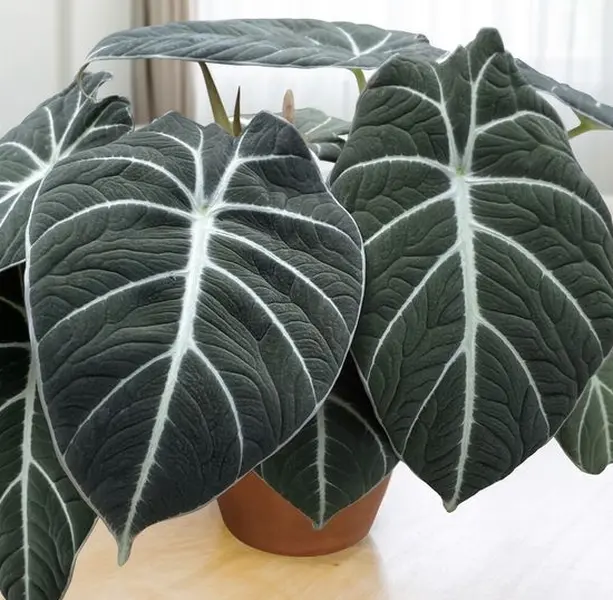 Black Velvet Alocasia Plant Live for Planting, Rare Alocasia Plant House Plant Indoors 4 to 6 Inch Tall