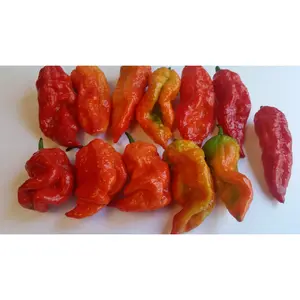 Bhut Jolokia Ghost - Seeds