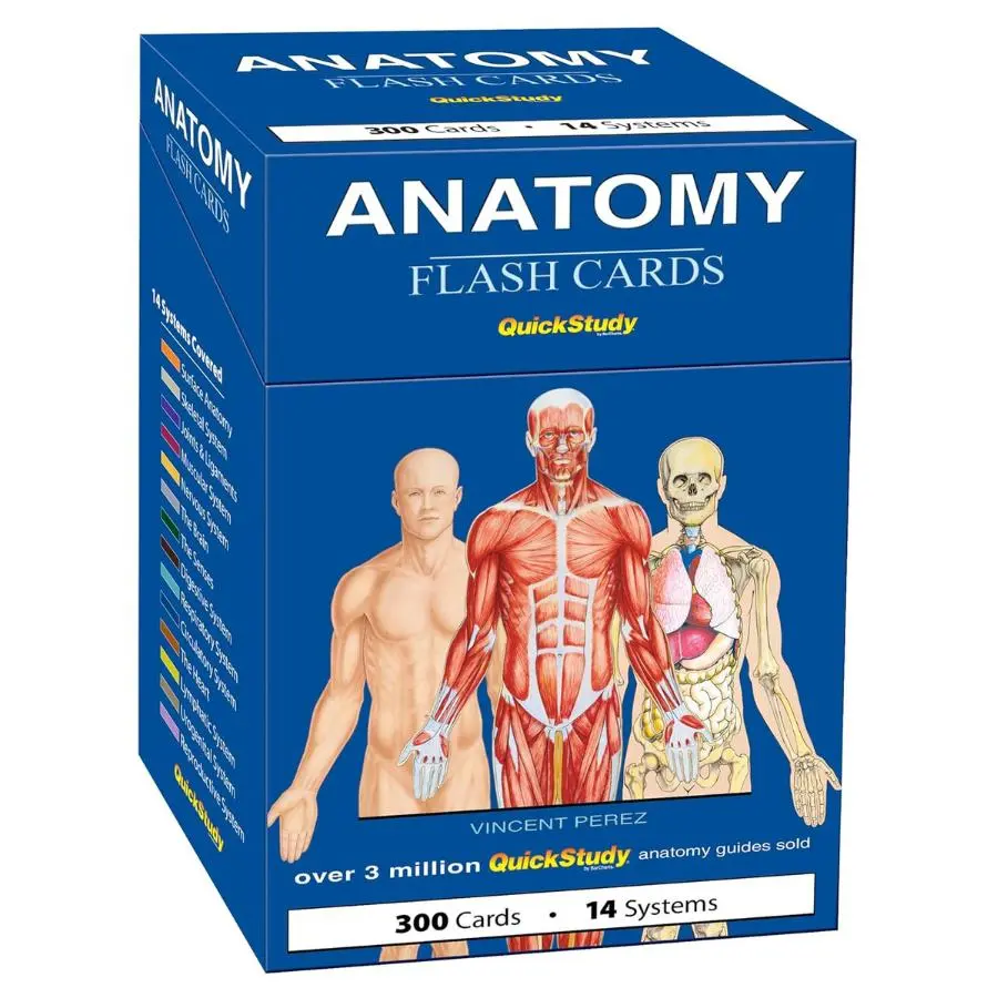 Anatomy Learning Flash Cards - Visual Stimulation Cards, English QuickStudy Reference, Detailed Illustrations Study Tool for Anatomical Learners, Publication Date: 5/1/2025
