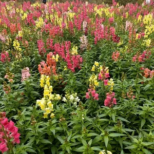 5000 Colorful Snapdragon Seeds – Fast Growing Perennial for Stunning Outdoor Displays