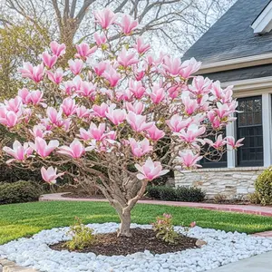 100 magnolia seeds for planting, perennial fragrant ornamental trees for gardens.
