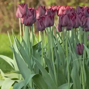 Tulip Triumph Ronaldo ( Bulbs),Dark and Dramatic,Good Mixer,Gorgeous Cut Flowers !