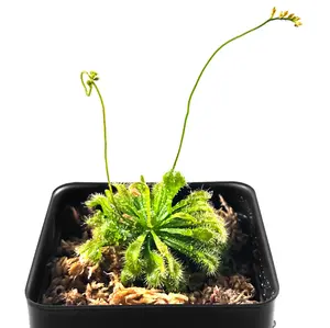 Live Spoon-leaved Sundew Plant. 2” Diameter, Drosera Spatulata, Carnivorous Plan