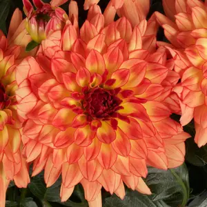 Dalina® Grande Tequila Dahlia