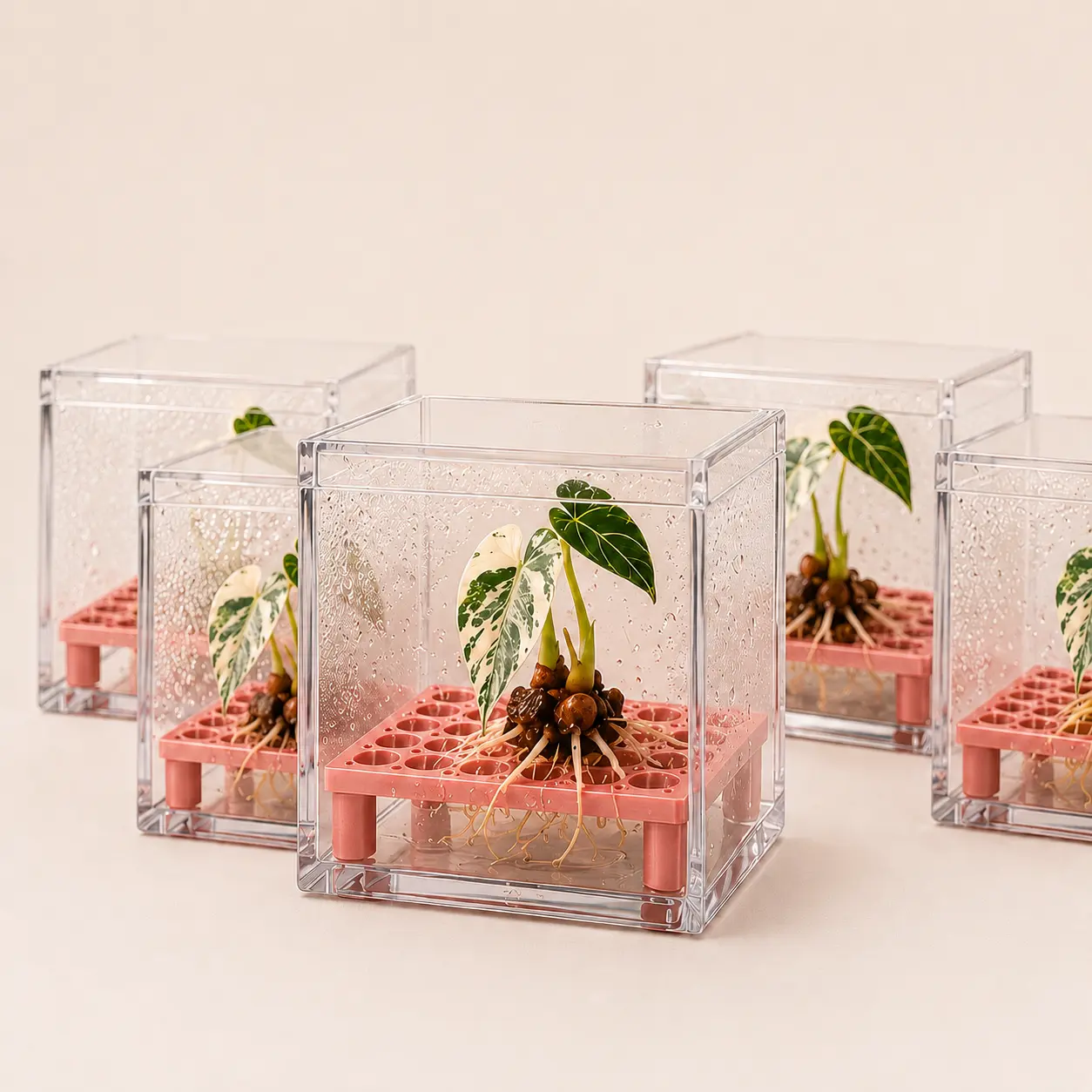 Square Corm Riser Bundle - Includes Risers + Containers, 3D Printed Risers, Humidity Control