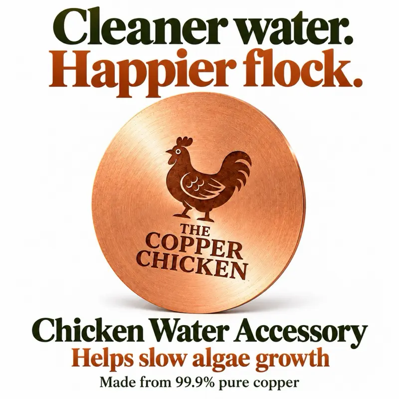 Natural Algae-Slowing Remedy - Pure Copper Disc for Poultry Waterers - The Original Copper Chicken - Chicken Coop Accessory