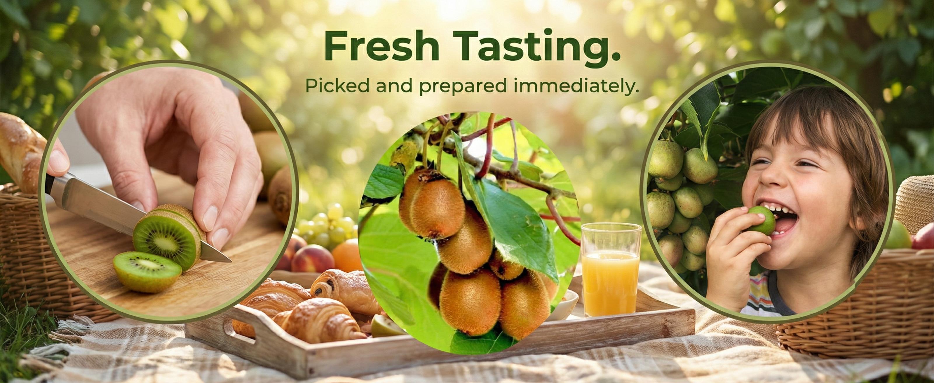 Kiwi Fruit Tree Seedling Live Plant, Red Flesh Kiwi Sapling for Garden, Patio or Container Growing