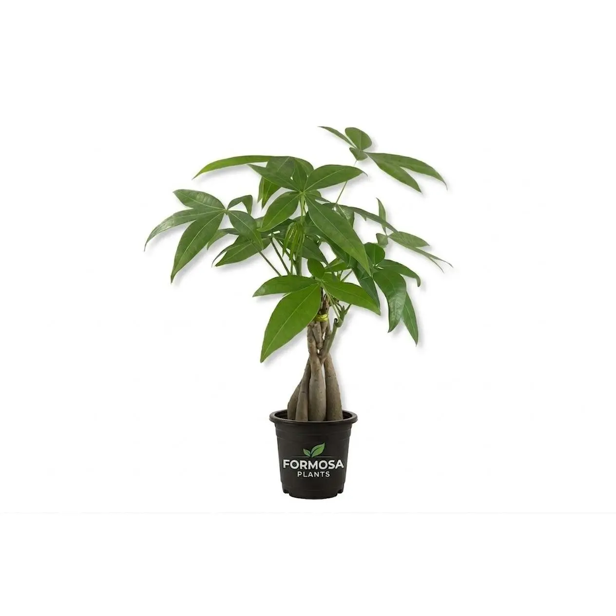 Money Tree Braid - 1 Live Plant in a 4 Inch Pot - Easy Care Braided Trunk Indoor Houseplant, Feng Shui Good Luck Plant - Pachira aquatica
