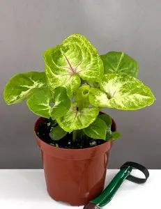 Syngonium Kiwi Delight Syngonium Kiwi Delight