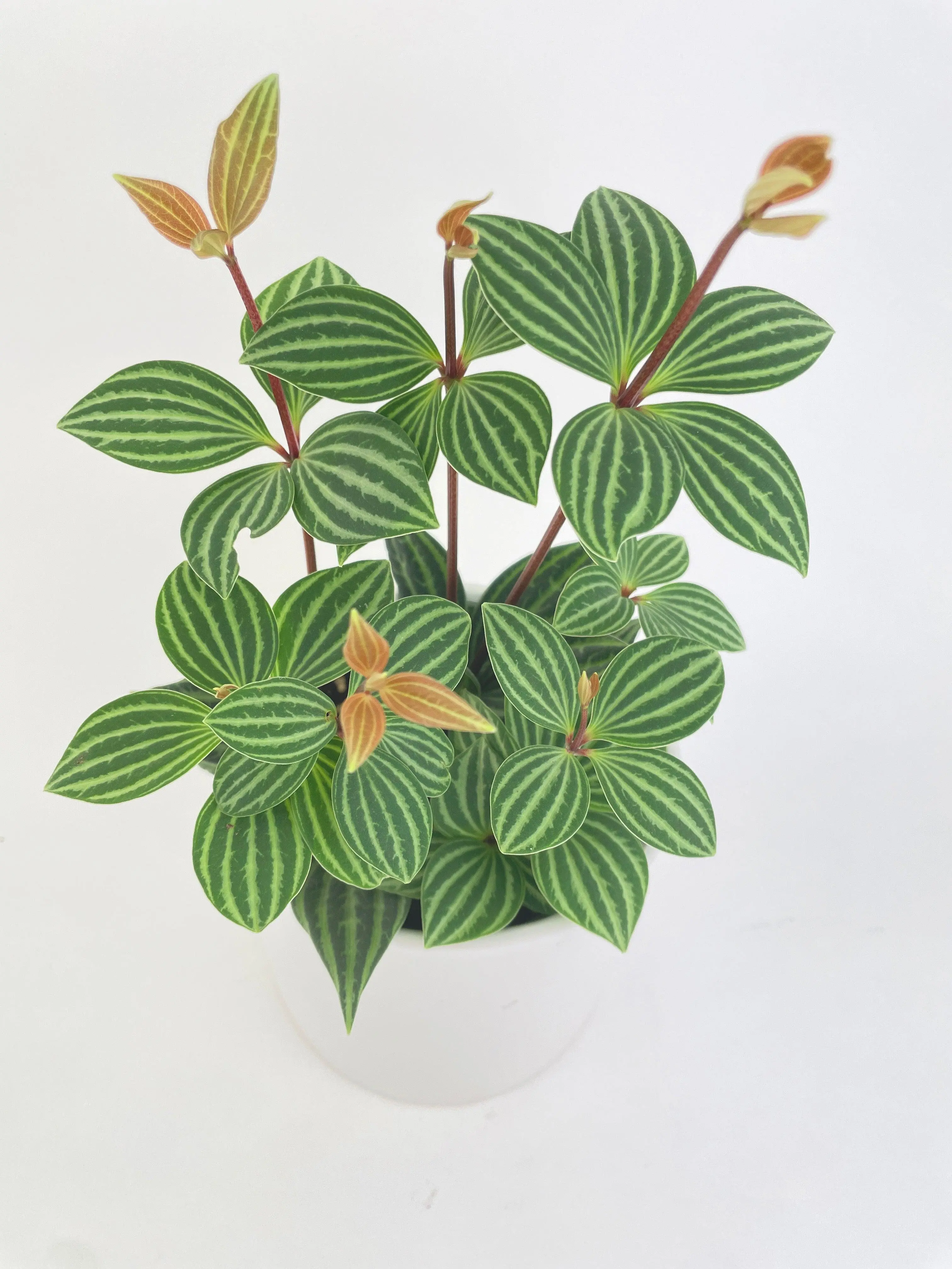 Peperomia Puteolata Tetragona 'Parallel'