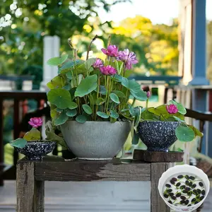 Mixed Color Bonsai Bowl Lotus - Aquatic Flower Variety Ideal for Home Garden Pond Containers Water Plants or Patio Bonsai Easy to Grow Water Lily Flowering Type for Beginners and Gardening Enthusiasts Pot Decorative Outdoor