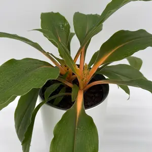 Clorophytum cv mandarin Orange 6" Pot Rare Plant with Vibrant Green Leaves Low Maintenance Care Decor Garden Unique Collector's Item