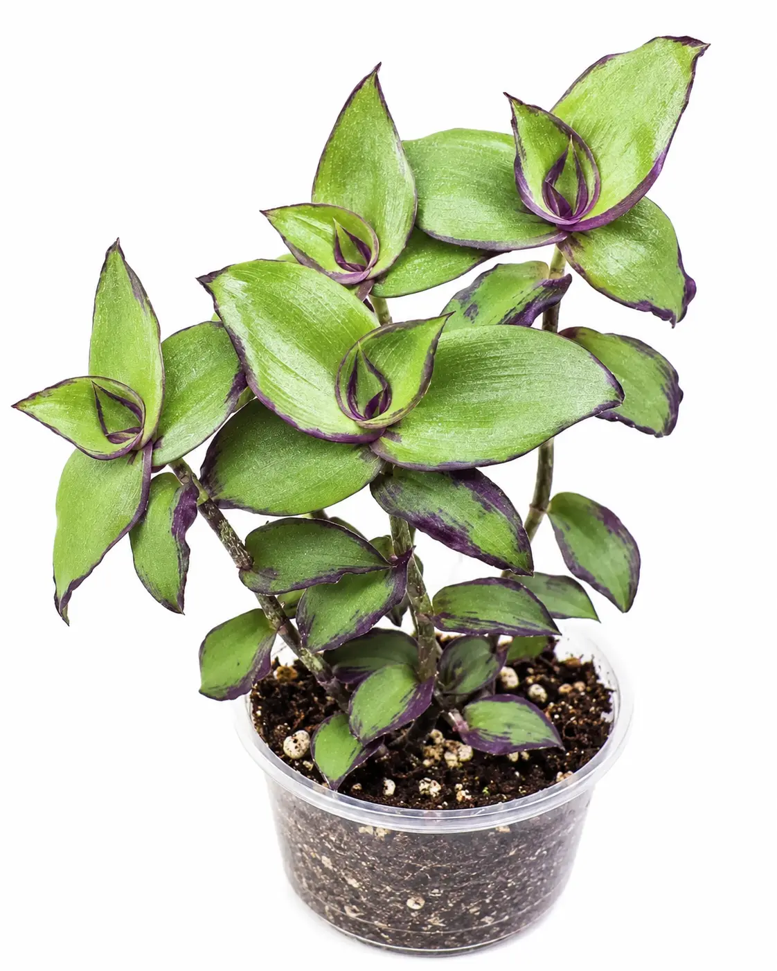 Dragon Tail Wandering Jew Live Starter Plant - Callisia soconuscensis in 2-Inch Pot, Rare Purple & Green Cascading Vines, Easy-Care Indoor Plant for Beginners, Bright Light Tolerant, Ideal for Decorating My Apartment, Houseplant