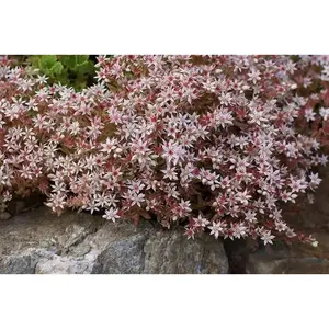 Spanish Stonecrop Seeds,(Sedum Hispanicum) succulent,  Perennial groundcover