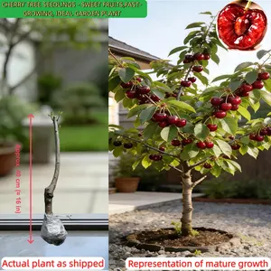 Sweet Cherry Tree Seedling – Grafted & True to Type, Cold Hardy Perennial for Patio & Garden, Live Potted Plant