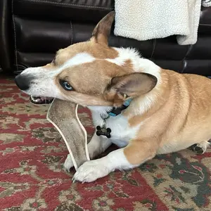 Hickory Smoked Antler Chews for Dogs - Split Elk Antlers, Suitable for All Breeds & Sizes, Natural Chewing Material, Natural Ingredients