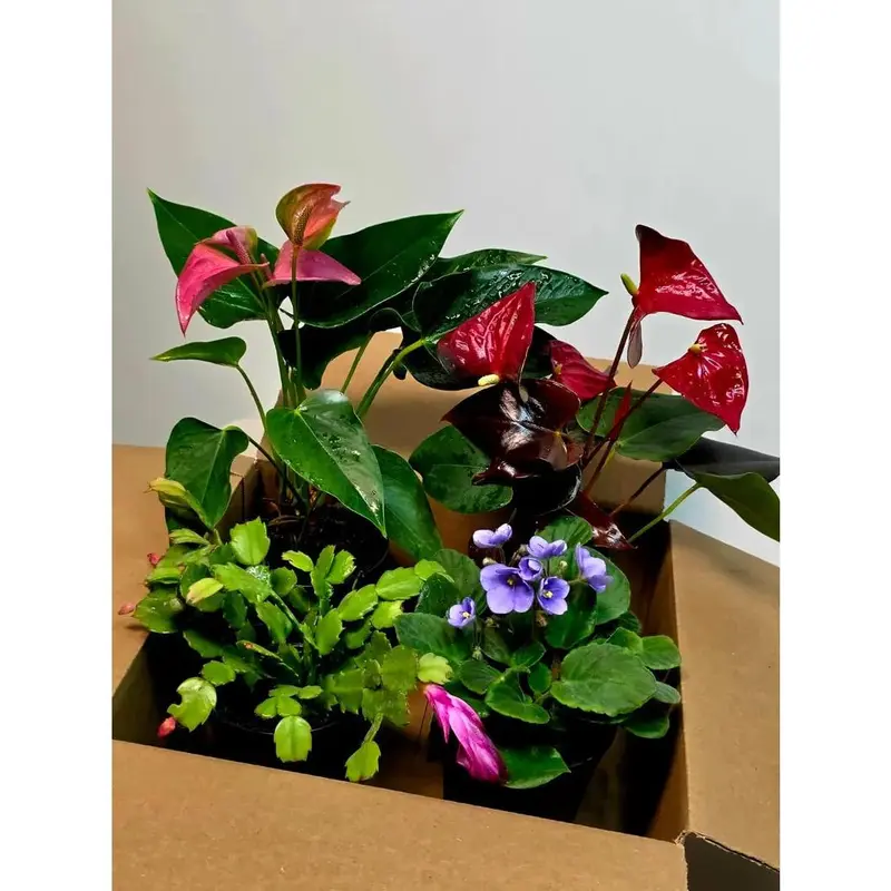 smallpeace lily plant - TikTok Shop